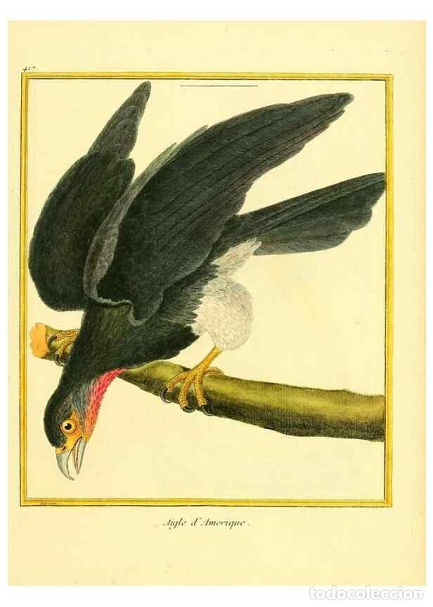 Sammeln von Zeitschriften und Zeitungen: Reproducci&oacute;n/Reproduction 49640096972: Planches enlumin&eacute;es d'histoire naturelle. Paris? :s.n.,1765-1