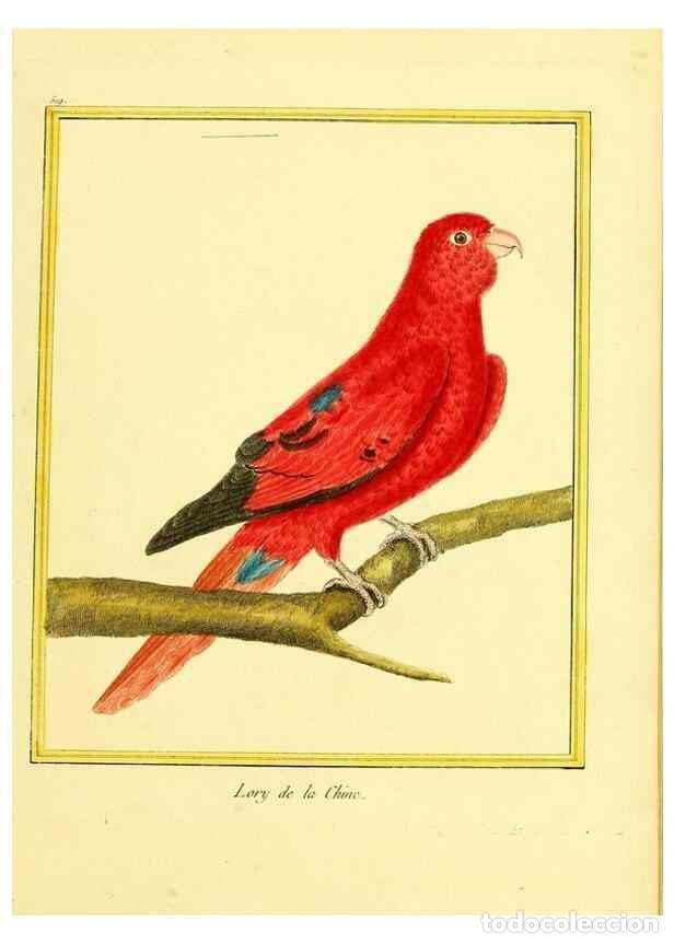 Collection Magazines and Newspapers: Reproducci&oacute;n/Reproduction 49640010321: Planches enlumin&eacute;es d'histoire naturelle. Paris? :s.n.,1765-1