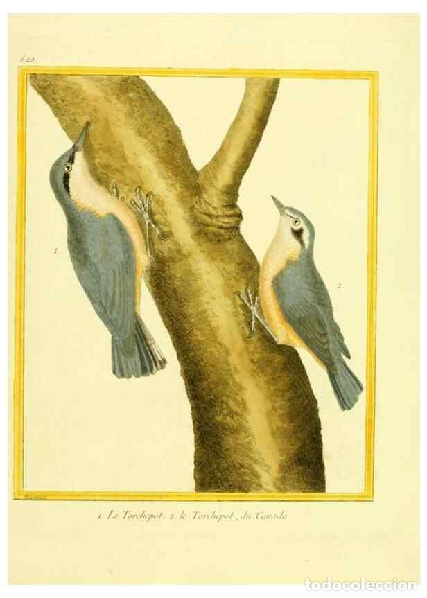 Collection Magazines and Newspapers: Reproducci&oacute;n/Reproduction 49640364692: Planches enlumin&eacute;es d'histoire naturelle. Paris? :s.n.,1765-1