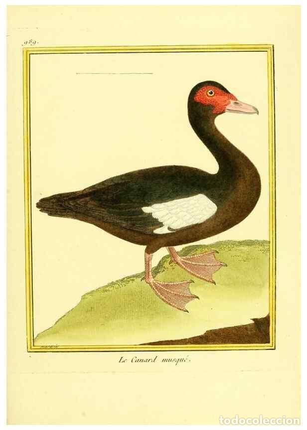 Collection Magazines and Newspapers: Reproducci&oacute;n/Reproduction 49640529386: Planches enlumin&eacute;es d'histoire naturelle. Paris? :s.n.,1765-1