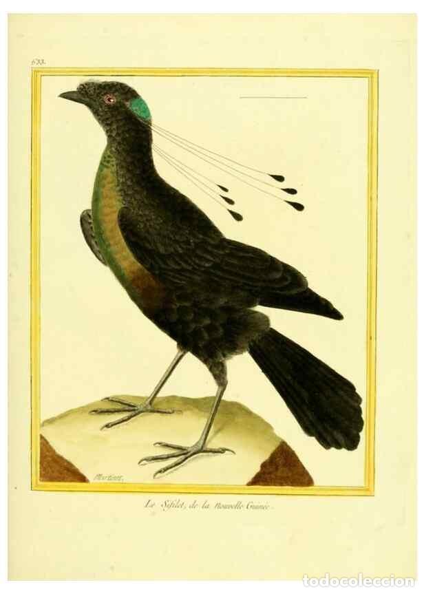 Collection Magazines and Newspapers: Reproducci&oacute;n/Reproduction 49640093836: Planches enlumin&eacute;es d'histoire naturelle. Paris? :s.n.,1765-1