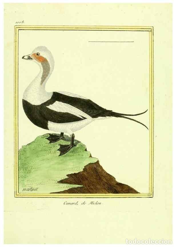 Collection Magazines and Newspapers: Reproducci&oacute;n/Reproduction 49640534641: Planches enlumin&eacute;es d'histoire naturelle. Paris? :s.n.,1765-1