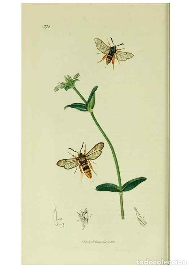 Collection Magazines and Newspapers: Reproducci&oacute;n/Reproduction 49640175213: British entomology :. London,Printed for the author,1823-1840