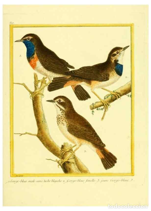 Collection Magazines and Newspapers: Reproducci&oacute;n/Reproduction 49640361222: Planches enlumin&eacute;es d'histoire naturelle. Paris? :s.n.,1765-1