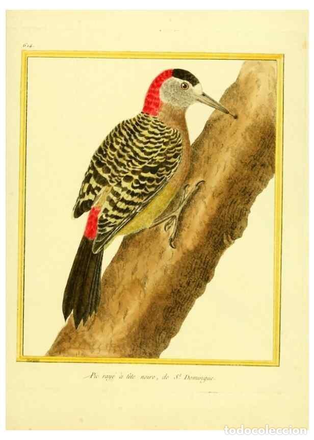 Collection Magazines and Newspapers: Reproducci&oacute;n/Reproduction 49639565223: Planches enlumin&eacute;es d'histoire naturelle. Paris? :s.n.,1765-1