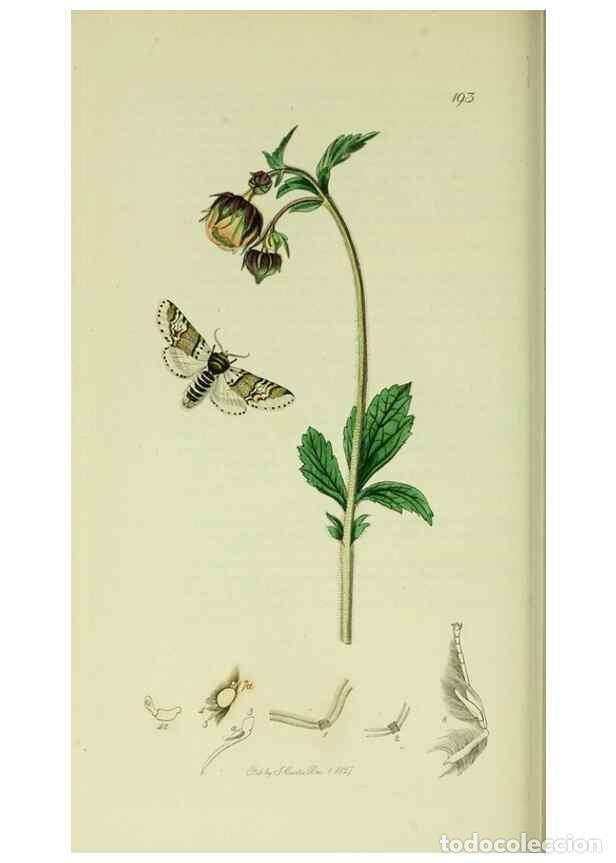 Collection Magazines and Newspapers: Reproducci&oacute;n/Reproduction 49640975402: British entomology :. London,Printed for the author,1823-1840