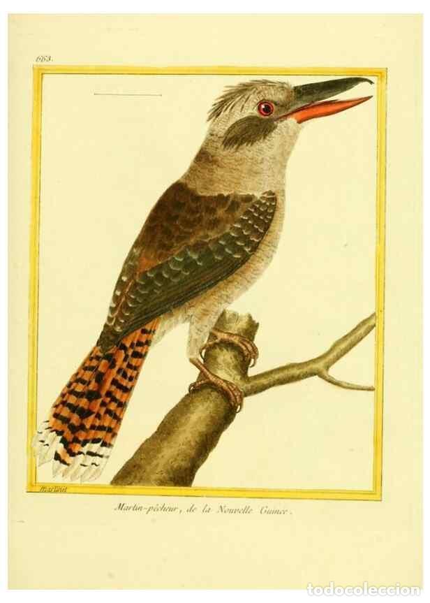 Collection Magazines and Newspapers: Reproducci&oacute;n/Reproduction 49639577203: Planches enlumin&eacute;es d'histoire naturelle. Paris? :s.n.,1765-1