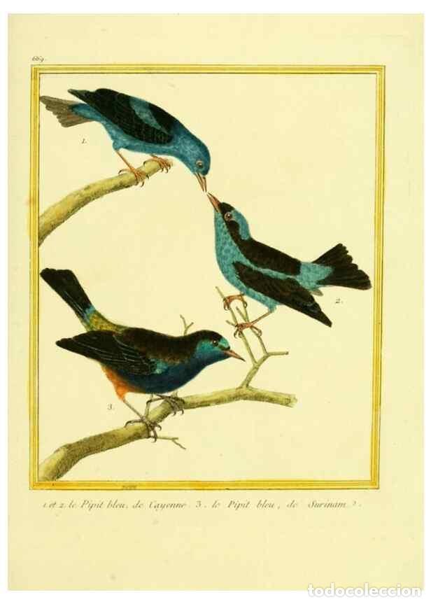 Collection Magazines and Newspapers: Reproducci&oacute;n/Reproduction 49640375427: Planches enlumin&eacute;es d'histoire naturelle. Paris? :s.n.,1765-1