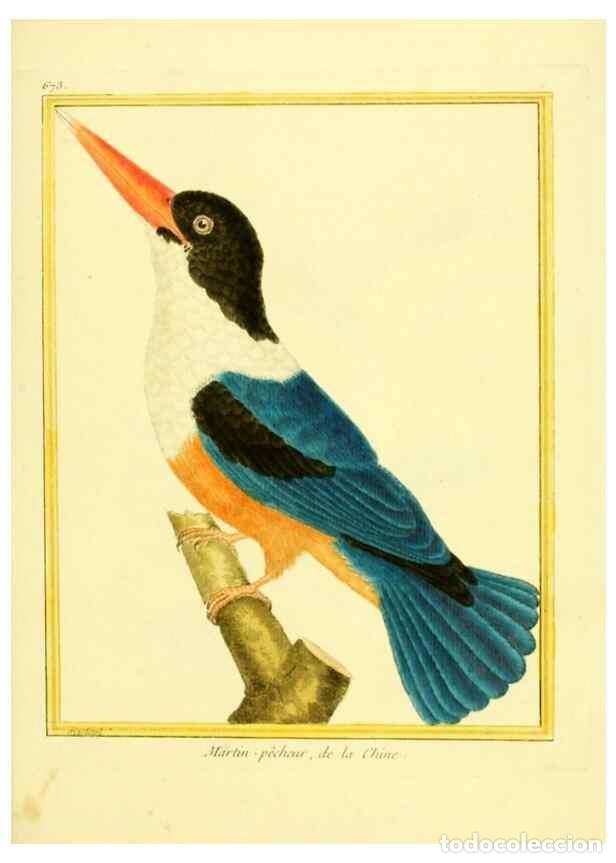 Collection Magazines and Newspapers: Reproducci&oacute;n/Reproduction 49640376542: Planches enlumin&eacute;es d'histoire naturelle. Paris? :s.n.,1765-1