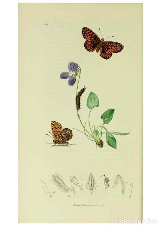 Collection Magazines and Newspapers: Reproducci&oacute;n/Reproduction 49640693521: British entomology :. London,Printed for the author,1823-1840