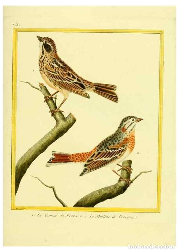 Collection Magazines and Newspapers: Reproducci&oacute;n/Reproduction 49640372097: Planches enlumin&eacute;es d'histoire naturelle. Paris? :s.n.,1765-1