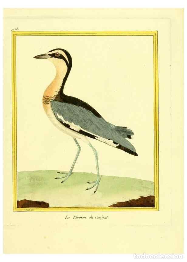 Collection Magazines and Newspapers: Reproducci&oacute;n/Reproduction 49640509141: Planches enlumin&eacute;es d'histoire naturelle. Paris? :s.n.,1765-1