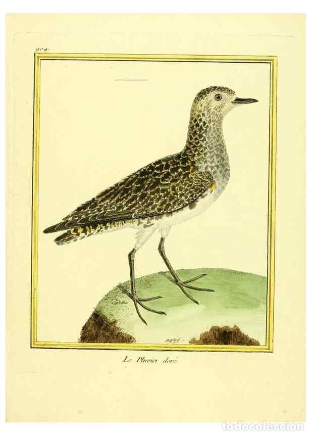 Sammeln von Zeitschriften und Zeitungen: Reproducci&oacute;n/Reproduction 49640504776: Planches enlumin&eacute;es d'histoire naturelle. Paris? :s.n.,1765-1