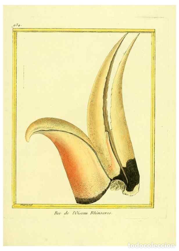 Sammeln von Zeitschriften und Zeitungen: Reproducci&oacute;n/Reproduction 49639990358: Planches enlumin&eacute;es d'histoire naturelle. Paris? :s.n.,1765-1