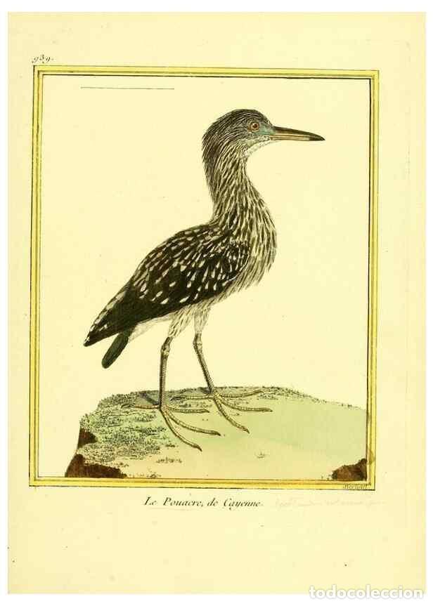 Sammeln von Zeitschriften und Zeitungen: Reproducci&oacute;n/Reproduction 49640787847: Planches enlumin&eacute;es d'histoire naturelle. Paris? :s.n.,1765-1