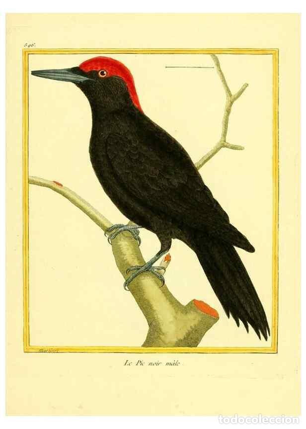 Sammeln von Zeitschriften und Zeitungen: Reproducci&oacute;n/Reproduction 49640031196: Planches enlumin&eacute;es d'histoire naturelle. Paris? :s.n.,1765-1