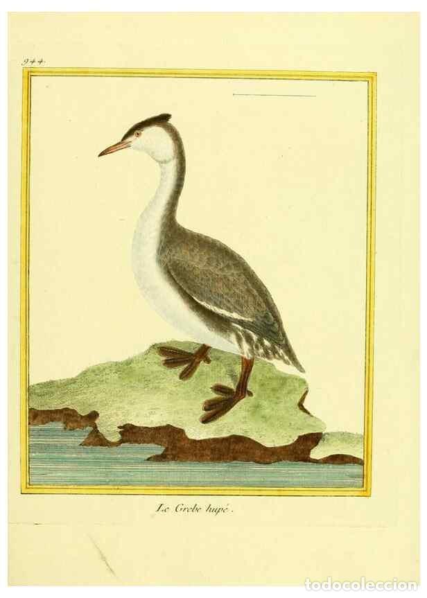 Collection Magazines and Newspapers: Reproducci&oacute;n/Reproduction 49639993298: Planches enlumin&eacute;es d'histoire naturelle. Paris? :s.n.,1765-1