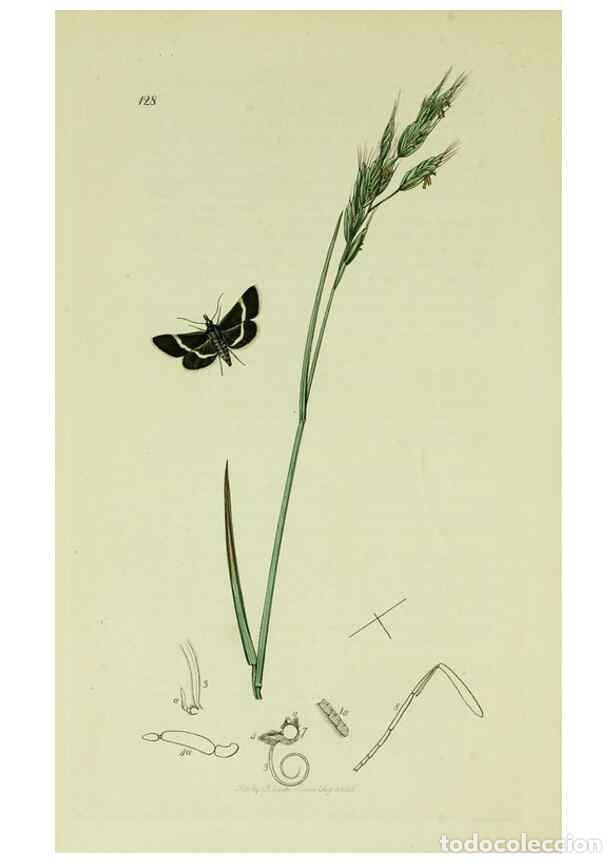 Collection Magazines and Newspapers: Reproducci&oacute;n/Reproduction 49640274148: British entomology :. London,Printed for the author,1823-1840