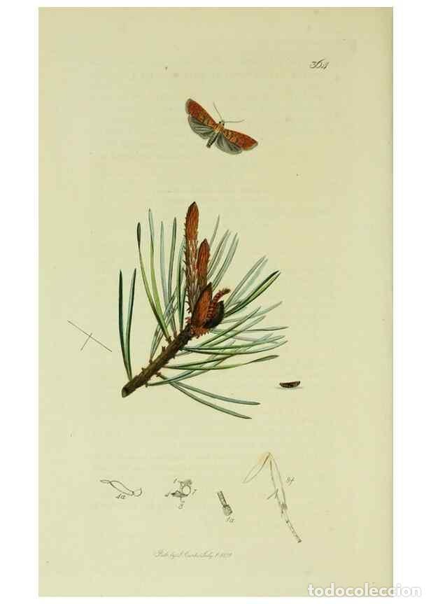 Collection Magazines and Newspapers: Reproducci&oacute;n/Reproduction 49641067207: British entomology :. London,Printed for the author,1823-1840