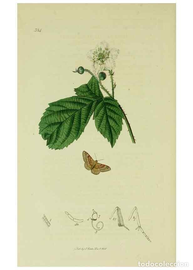 Collection Magazines and Newspapers: Reproducci&oacute;n/Reproduction 49640787846: British entomology :. London,Printed for the author,1823-1840