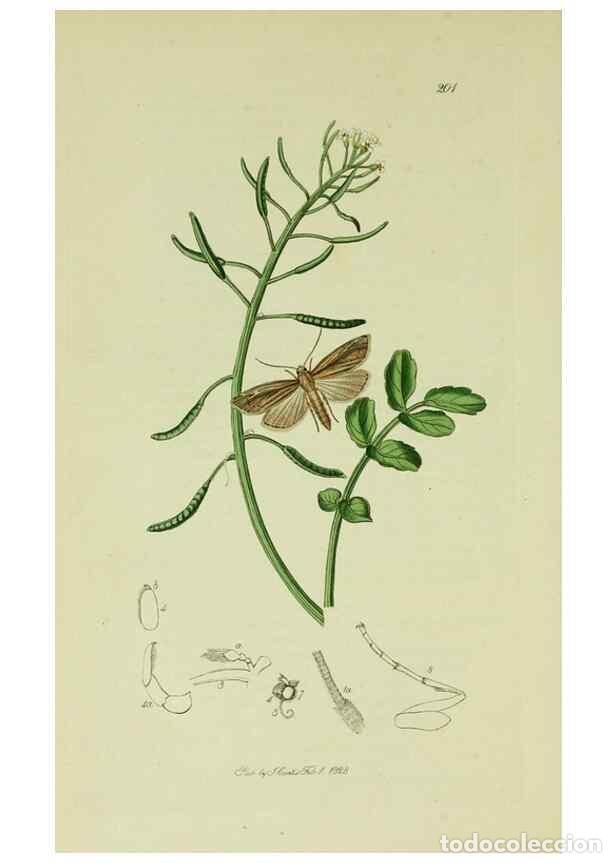 Collection Magazines and Newspapers: Reproducci&oacute;n/Reproduction 49640799816: British entomology :. London,Printed for the author,1823-1840