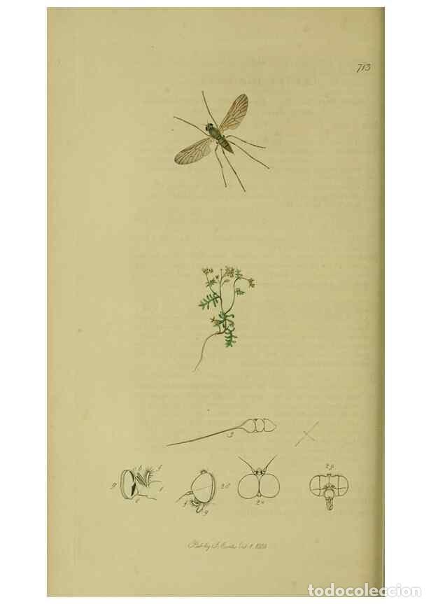 Collection Magazines and Newspapers: Reproducci&oacute;n/Reproduction 49640928671: British entomology :. London,Printed for the author,1823-1840