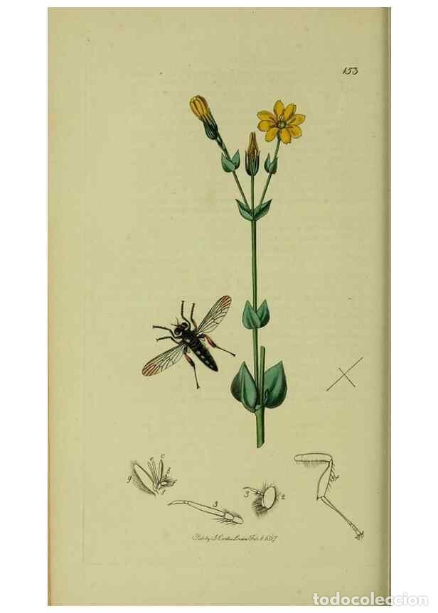 Collection Magazines and Newspapers: Reproducci&oacute;n/Reproduction 49641205572: British entomology :. London,Printed for the author,1823-1840