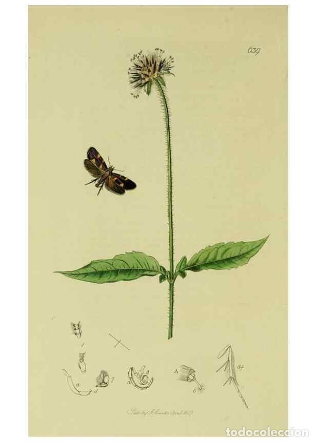 Collection Magazines and Newspapers: Reproducci&oacute;n/Reproduction 49640811451: British entomology :. London,Printed for the author,1823-1840