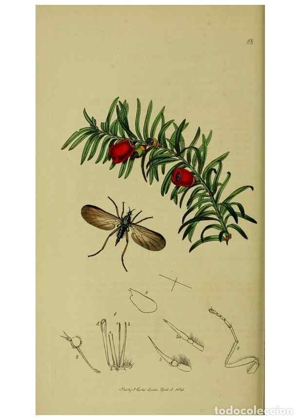 Collection Magazines and Newspapers: Reproducci&oacute;n/Reproduction 49640409523: British entomology :. London,Printed for the author,1823-1840