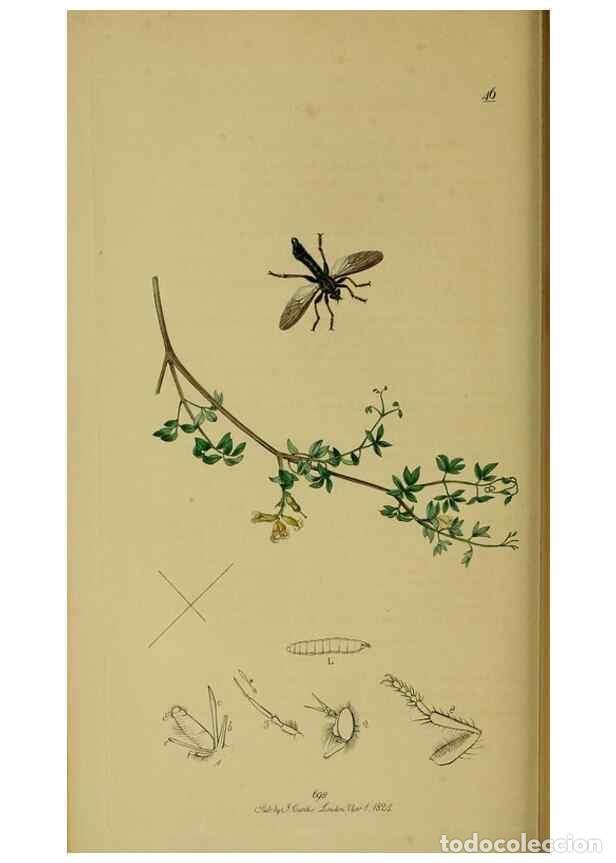 Collection Magazines and Newspapers: Reproducci&oacute;n/Reproduction 49640930881: British entomology :. London,Printed for the author,1823-1840