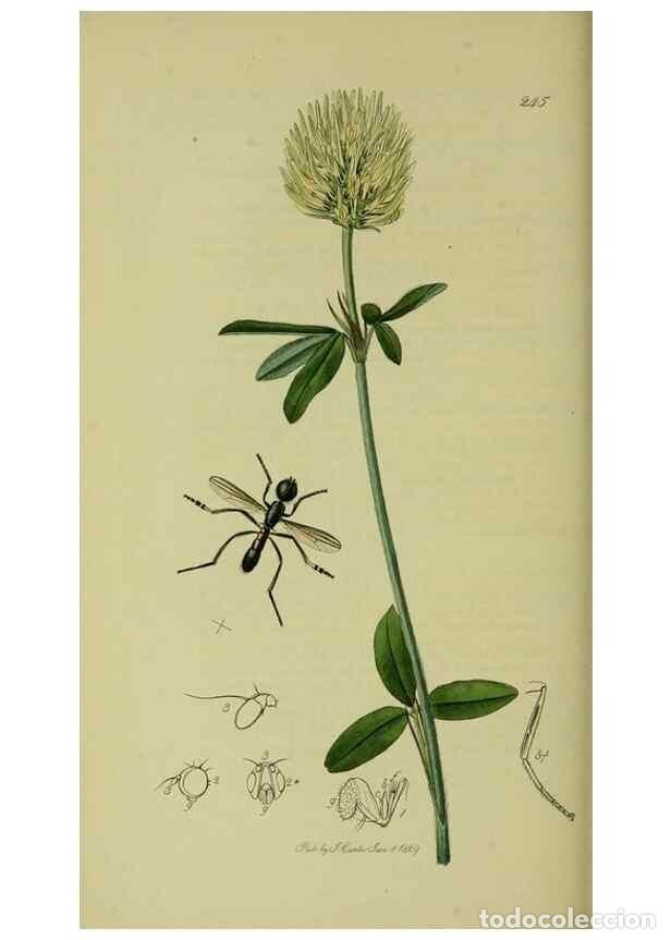 Collection Magazines and Newspapers: Reproducci&oacute;n/Reproduction 49640946386: British entomology :. London,Printed for the author,1823-1840