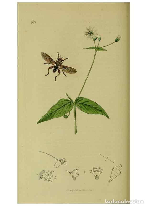 Collection Magazines and Newspapers: Reproducci&oacute;n/Reproduction 49641223507: British entomology :. London,Printed for the author,1823-1840