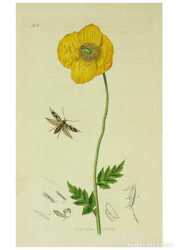 Collection Magazines and Newspapers: Reproducci&oacute;n/Reproduction 49640279873: British entomology :. London,Printed for the author,1823-1840