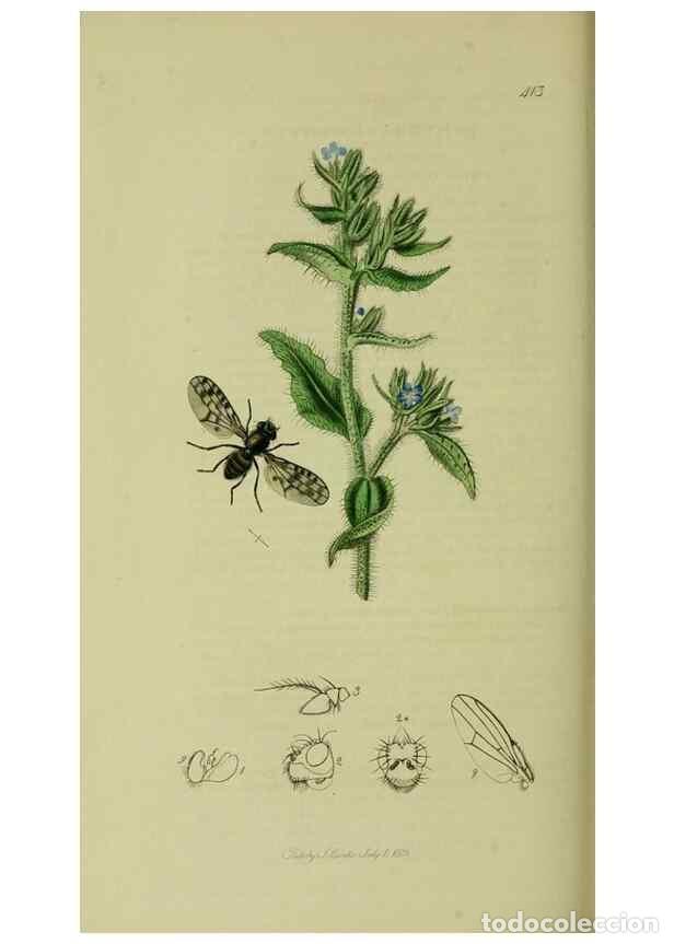 Collection Magazines and Newspapers: Reproducci&oacute;n/Reproduction 49641225162: British entomology :. London,Printed for the author,1823-1840
