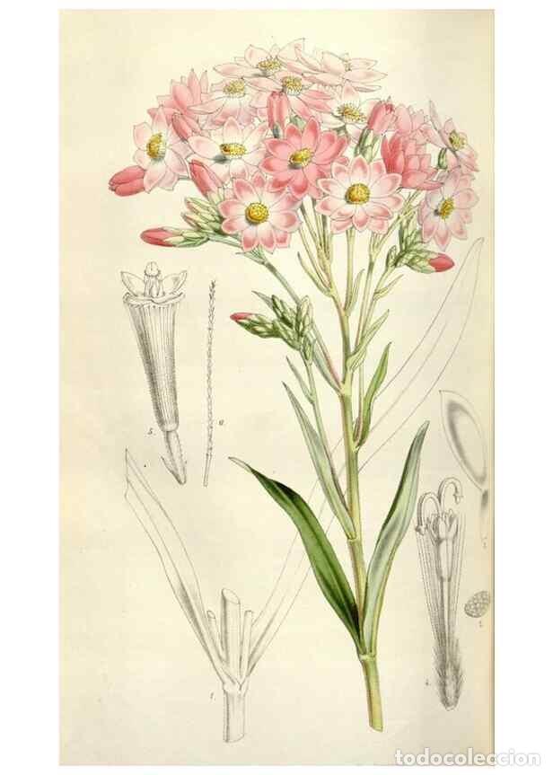 Collezionismo di Riviste e Giornali: Reproducci&oacute;n/Reproduction 49642956493: Flore des serres et des jardins de l'Europe. A Gand :chez Lou