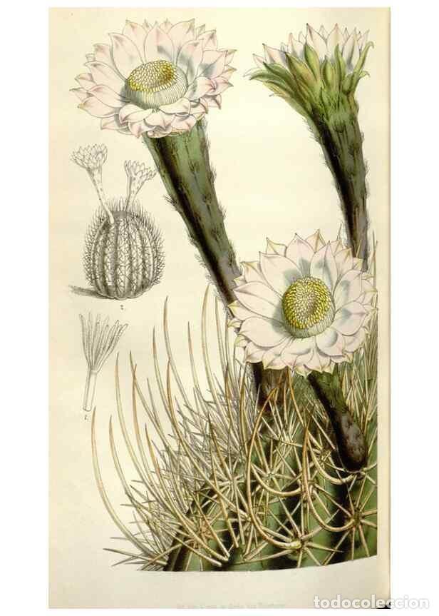 Collezionismo di Riviste e Giornali: Reproducci&oacute;n/Reproduction 49643484991: Flore des serres et des jardins de l'Europe. A Gand :chez Lou