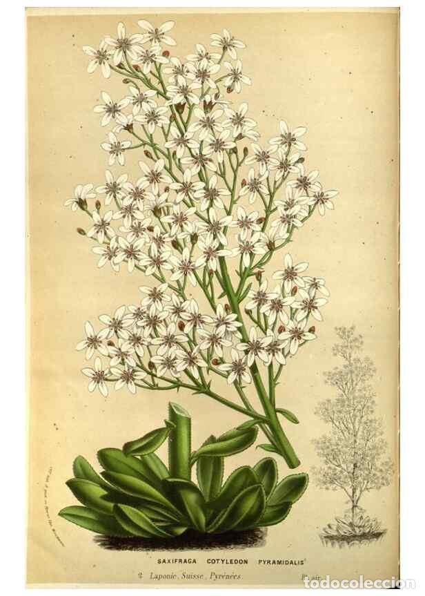 Collezionismo di Riviste e Giornali: Reproducci&oacute;n/Reproduction 49587192008: Flore des serres et des jardins de l'Europe. A Gand :chez Lou