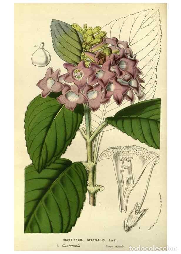 Collezionismo di Riviste e Giornali: Reproducci&oacute;n/Reproduction 49587928592: Flore des serres et des jardins de l'Europe. A Gand :chez Lou