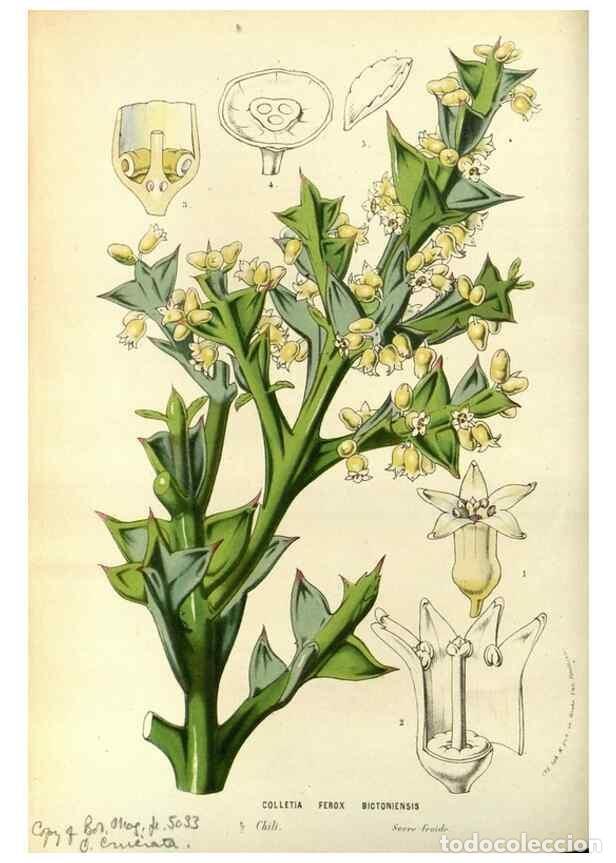 Collezionismo di Riviste e Giornali: Reproducci&oacute;n/Reproduction 49587193708: Flore des serres et des jardins de l'Europe. A Gand :chez Lou