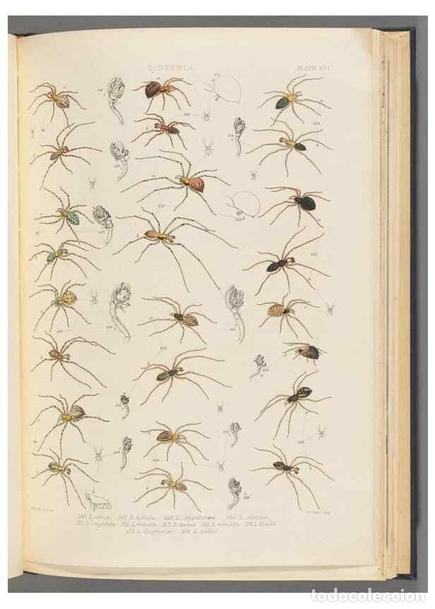 Collezionismo di Riviste e Giornali: Reproducci&oacute;n/Reproduction 49643414756: A history of the spiders of Great Britain and Ireland /. Lond
