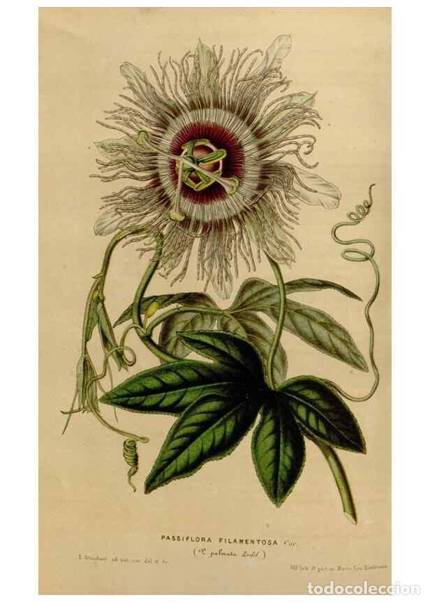 Collezionismo di Riviste e Giornali: Reproducci&oacute;n/Reproduction 49642933308: Flore des serres et des jardins de l'Europe. A Gand :chez Lou