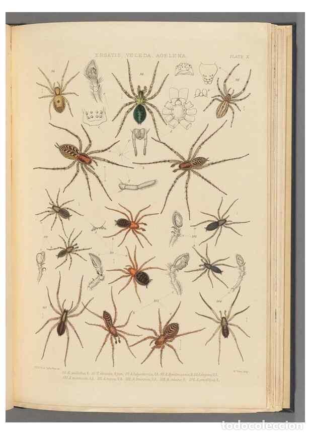 Collezionismo di Riviste e Giornali: Reproducci&oacute;n/Reproduction 49643413611: A history of the spiders of Great Britain and Ireland /. Lond