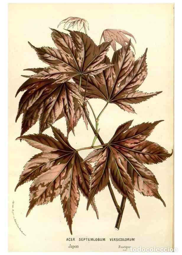 Collezionismo di Riviste e Giornali: Reproducci&oacute;n/Reproduction 49587939262: Flore des serres et des jardins de l'Europe. A Gand :chez Lou