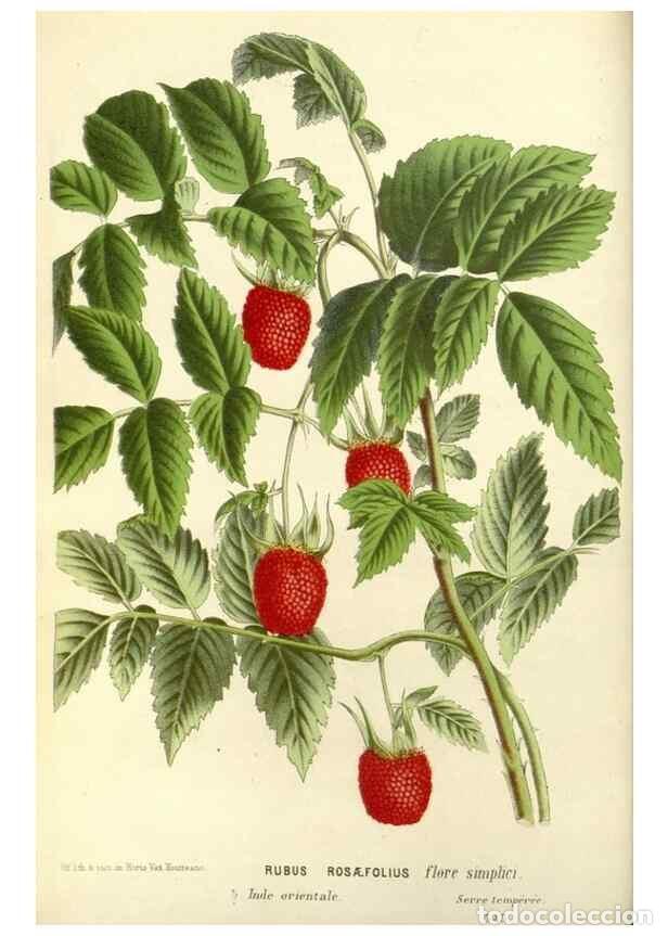 Collection Magazines and Newspapers: Reproducci&oacute;n/Reproduction 49588166117: Flore des serres et des jardins de l'Europe. A Gand :chez Lou