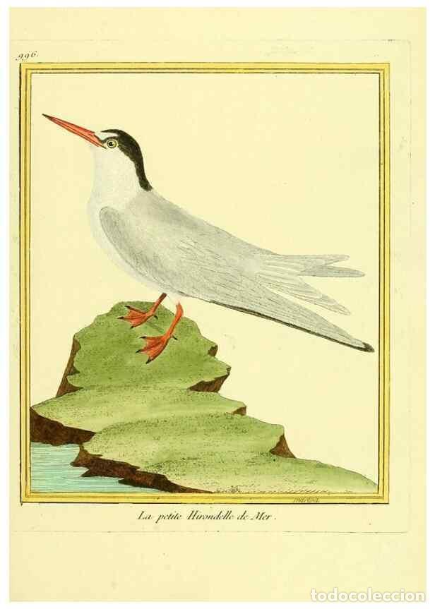 Collection Magazines and Newspapers: Reproducci&oacute;n/Reproduction 49640531386: Planches enlumin&eacute;es d'histoire naturelle. Paris? :s.n.,1765-1