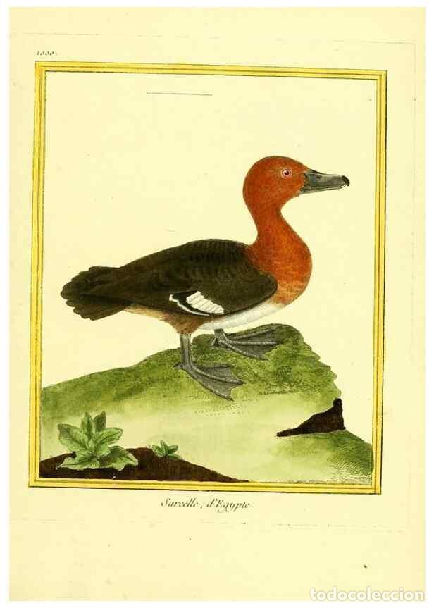 Collection Magazines and Newspapers: Reproducci&oacute;n/Reproduction 49640806107: Planches enlumin&eacute;es d'histoire naturelle. Paris? :s.n.,1765-1