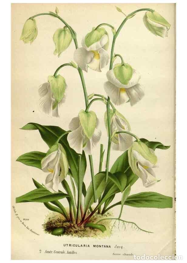 Collection Magazines and Newspapers: Reproducci&oacute;n/Reproduction 49588284177: Flore des serres et des jardins de l'Europe. A Gand :chez Lou