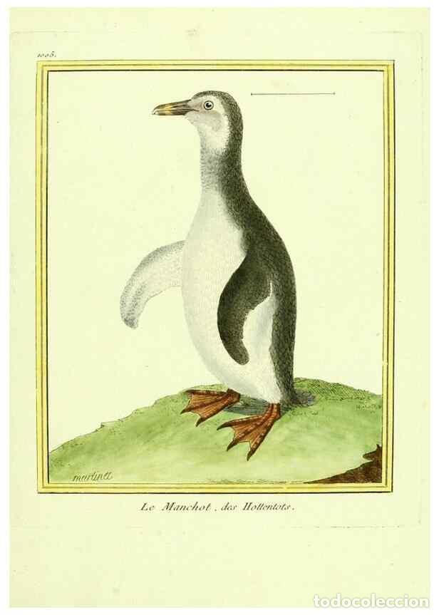 Collection Magazines and Newspapers: Reproducci&oacute;n/Reproduction 49640807492: Planches enlumin&eacute;es d'histoire naturelle. Paris? :s.n.,1765-1