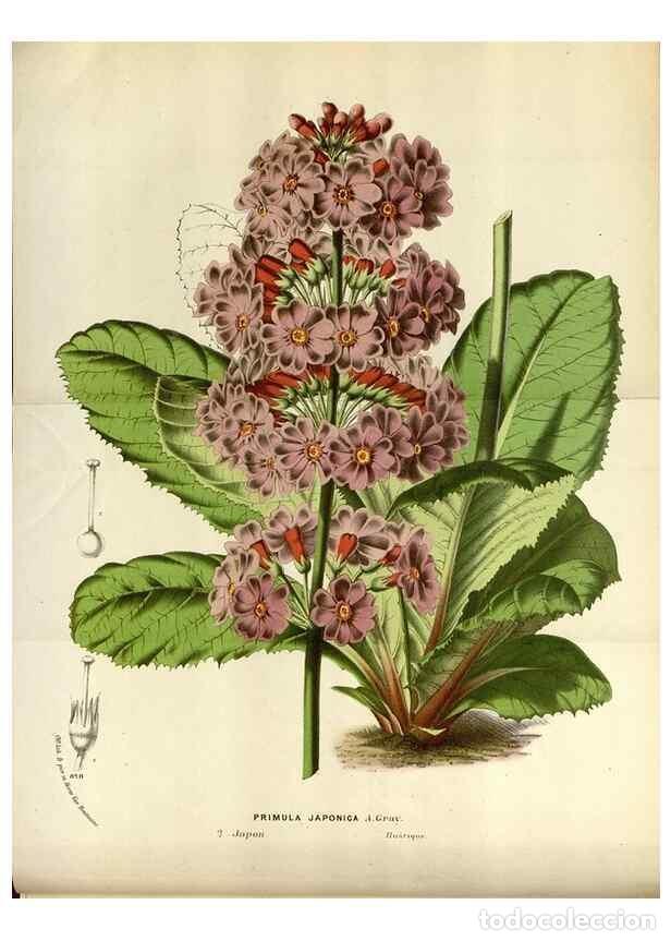 Collection Magazines and Newspapers: Reproducci&oacute;n/Reproduction 49588040576: Flore des serres et des jardins de l'Europe. A Gand :chez Lou