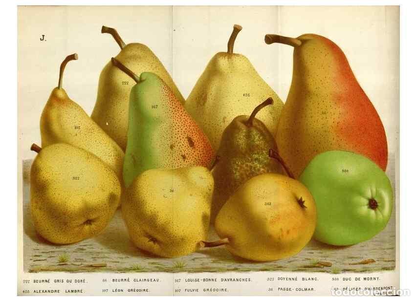 Collection Magazines and Newspapers: Reproducci&oacute;n/Reproduction 49588047006: Flore des serres et des jardins de l'Europe. A Gand :chez Lou